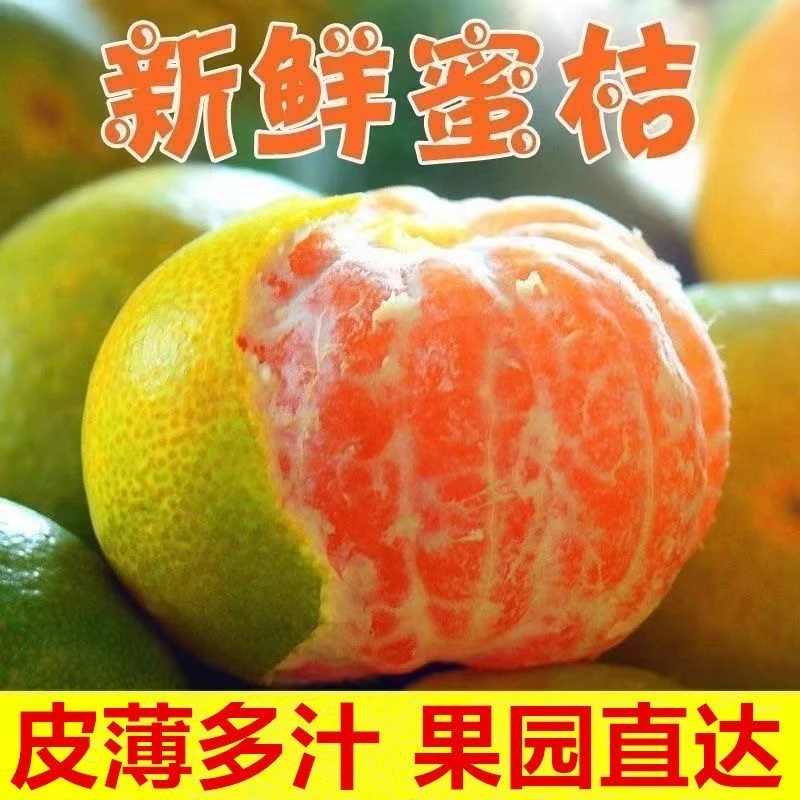 【 云南蜜桔】现摘云南当季青皮桔子蜜橘无籽桔子薄皮多汁孕妇水果