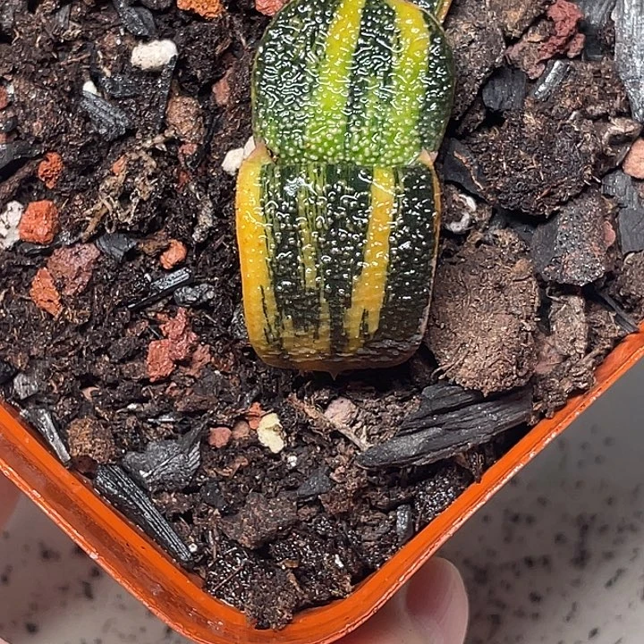 卧牛锦一物一拍5号