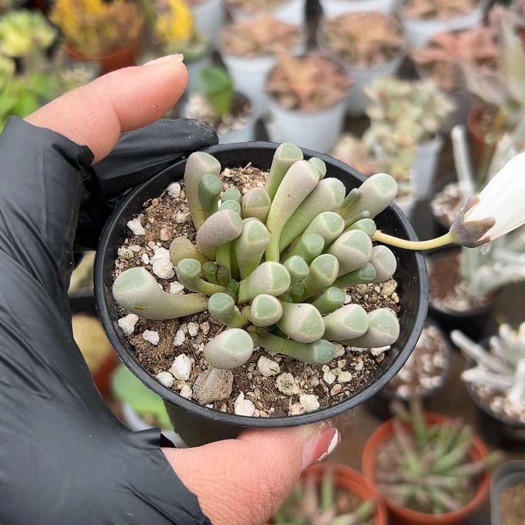 凡***下多肉植物多肉植物