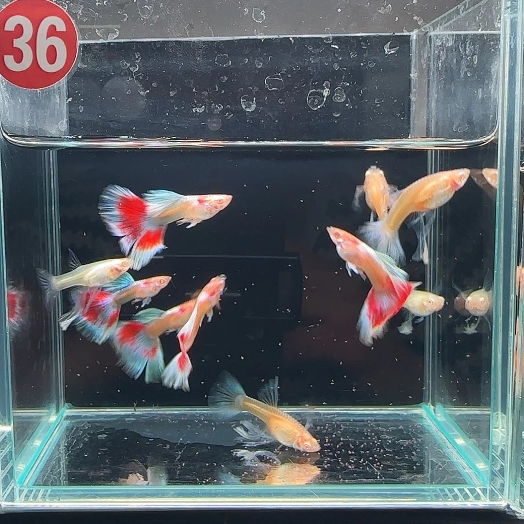 孔雀鱼火烧云蓝白大C5对