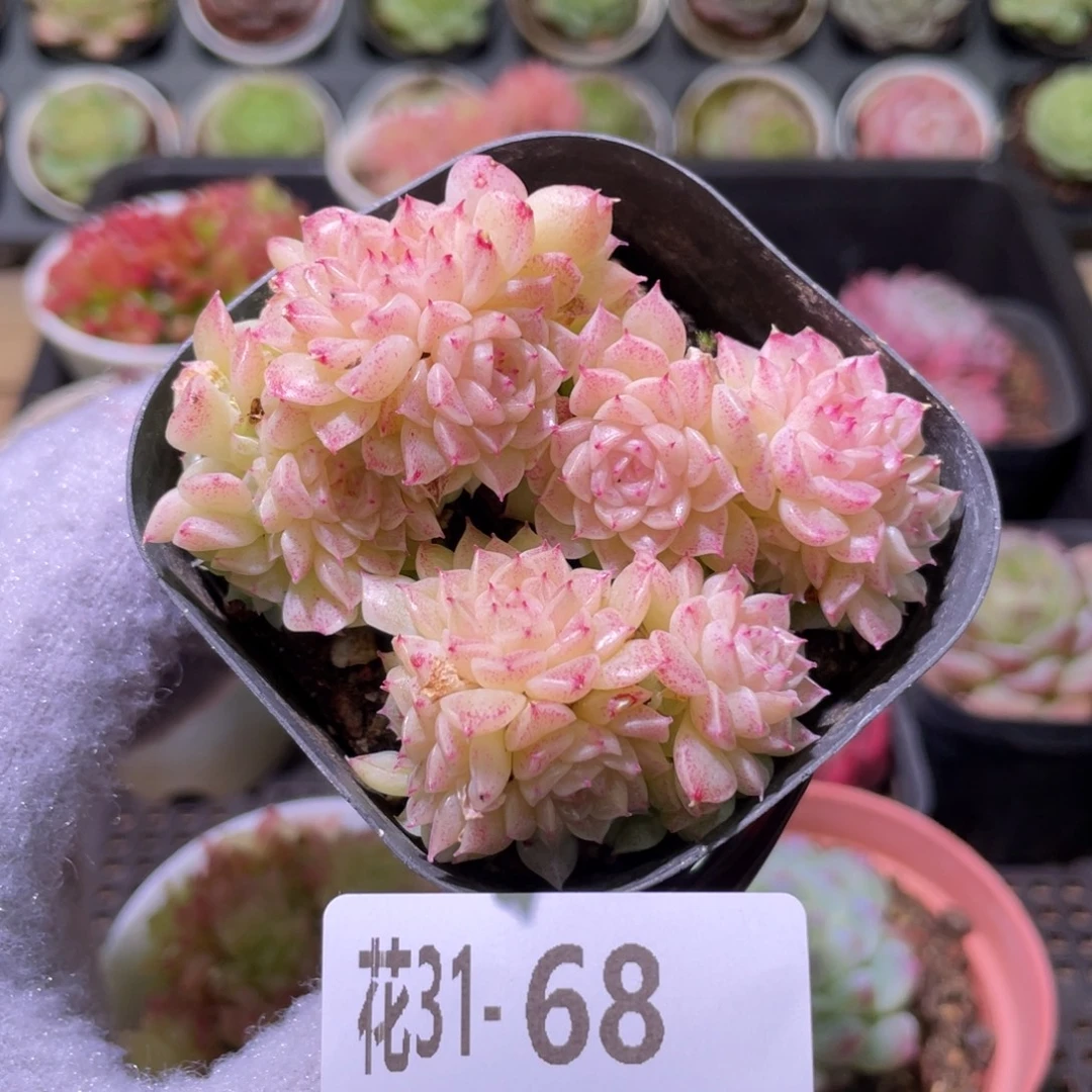 花利美31-68麦秆群