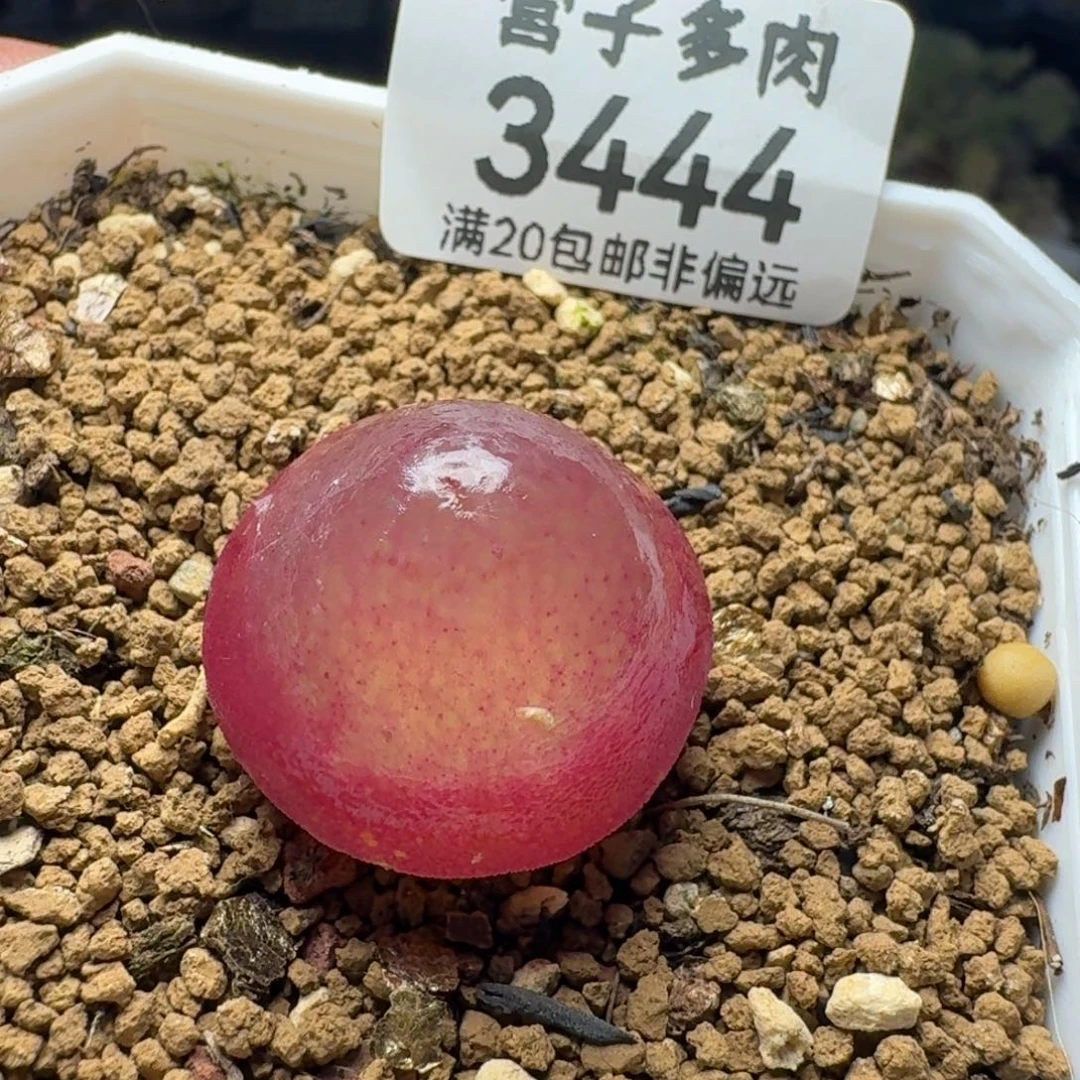 灯泡273带盆土。