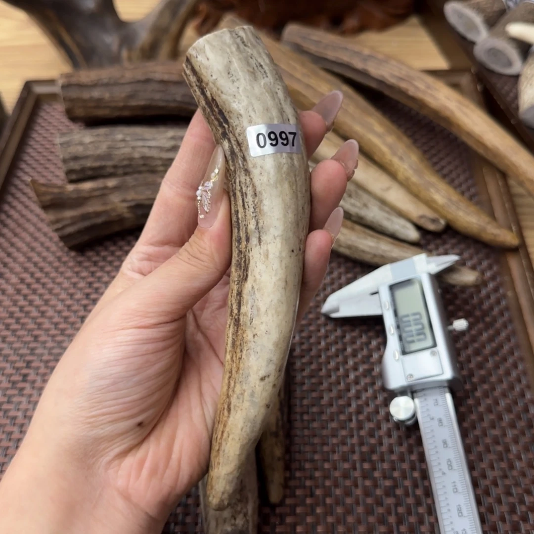 鹿骨其他0997驼鹿脚尖