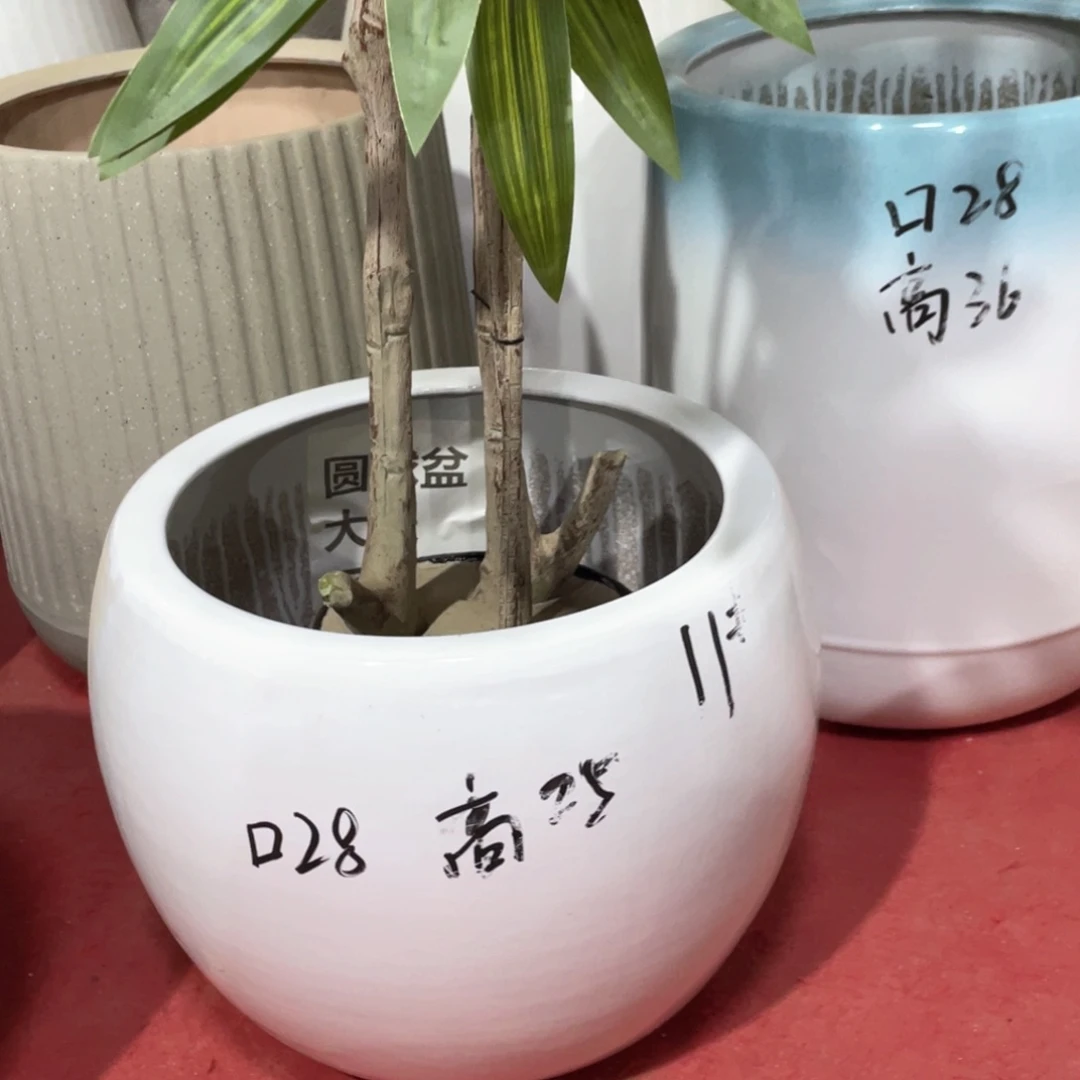 圆球28口纯白大号正常品