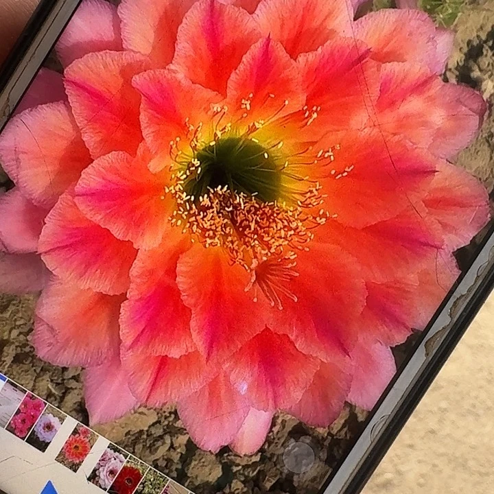 加强立夏根高14公分毛花柱
