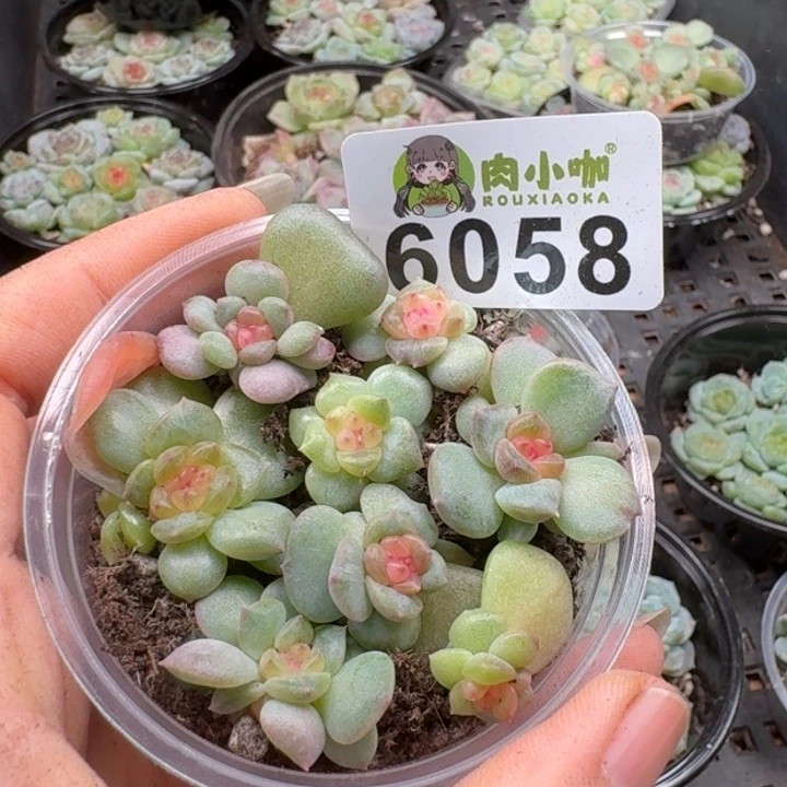 多肉植物多肉植物