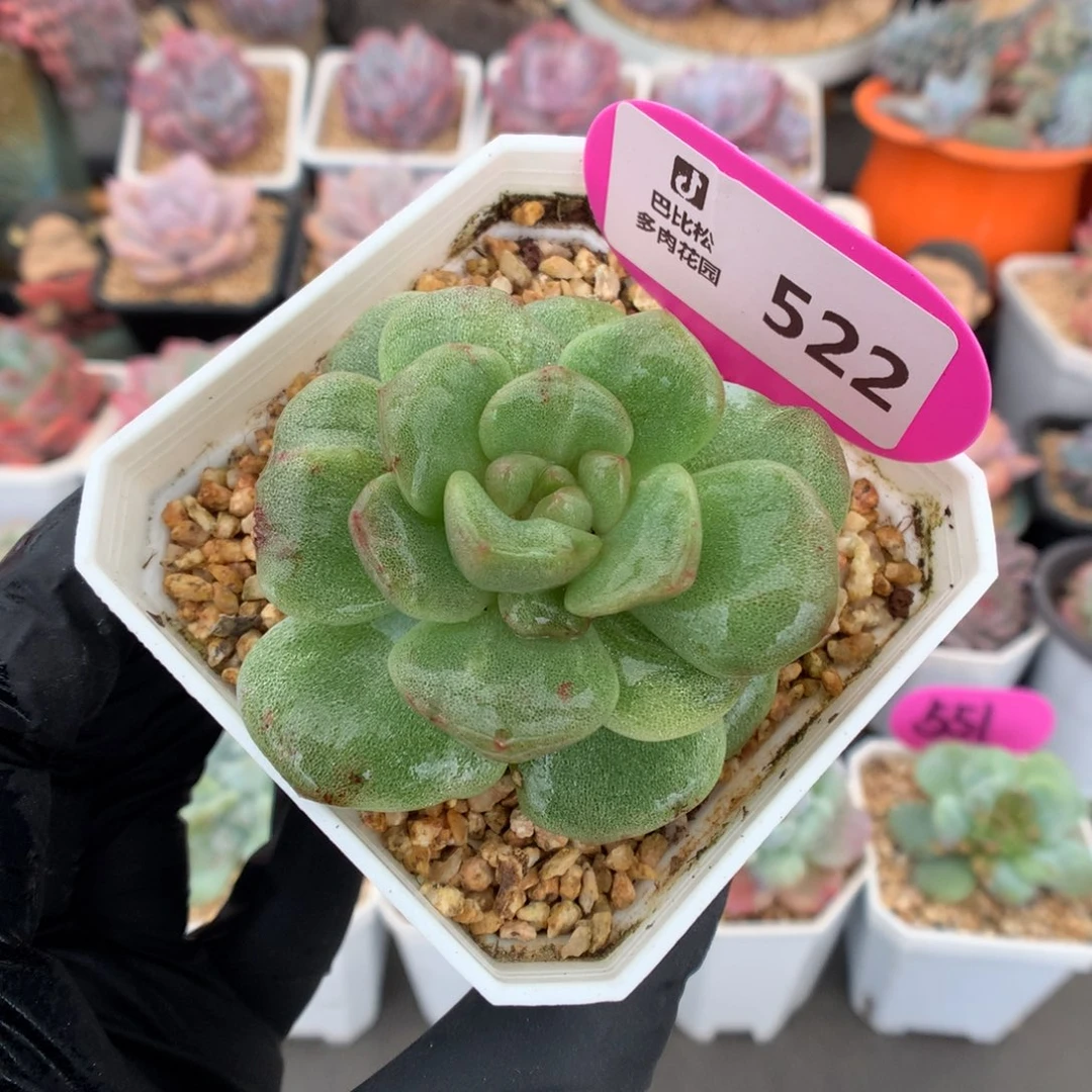 522 冰玉石化多肉