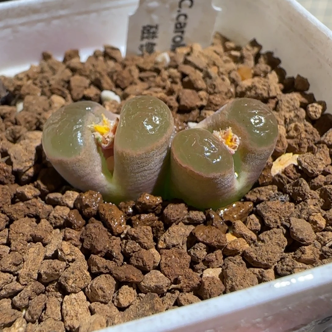 肉锥多肉植物组合-磁铁1693