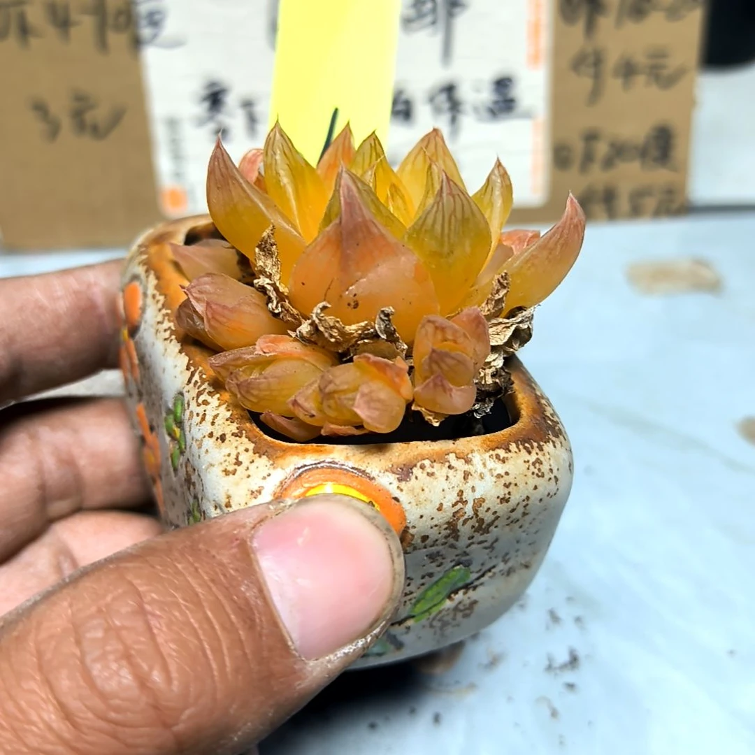 满6元包邮，黄金菊多头老苗