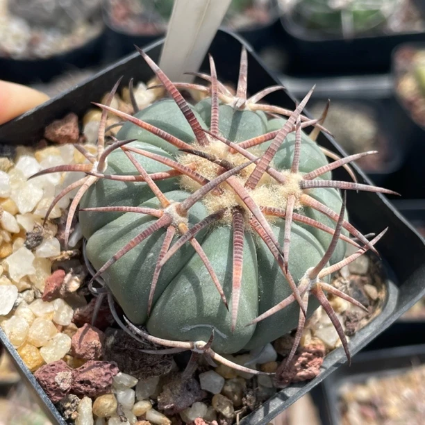 6663平丸实生仙人球