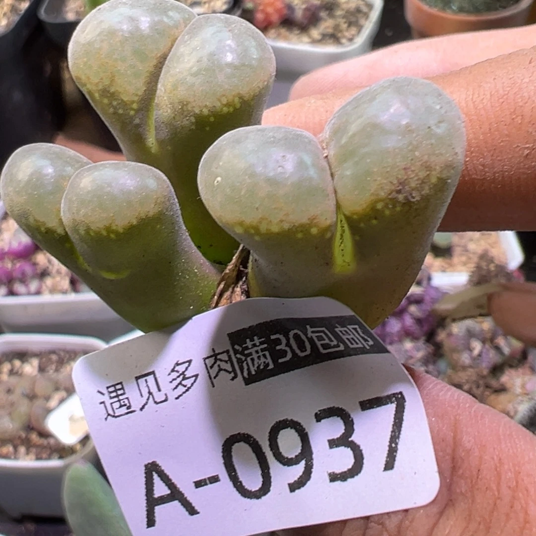 多肉植物111111111111111