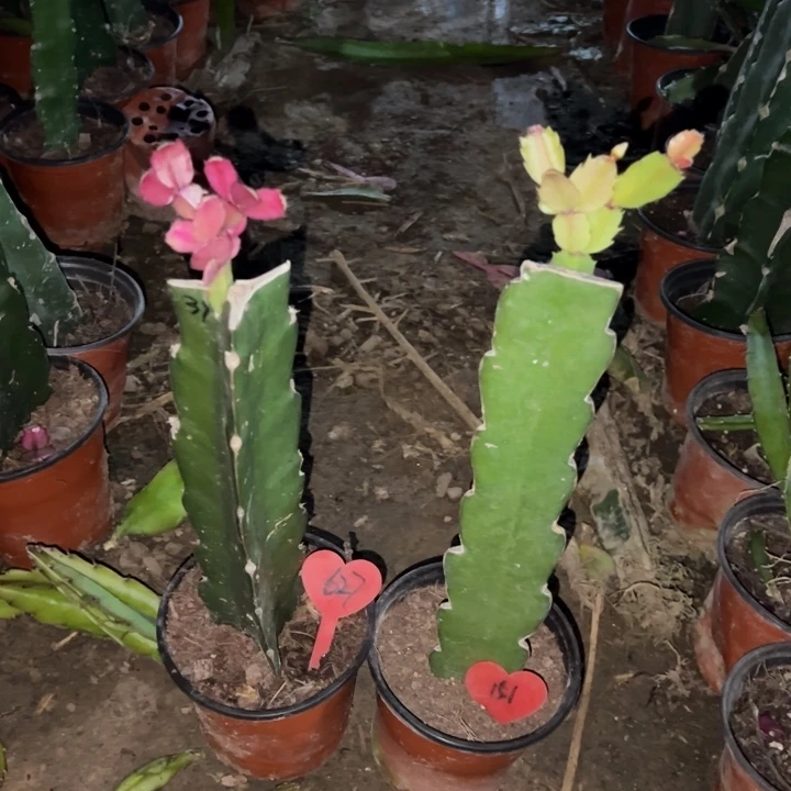 @***素当前无花栽培后可以开花037  627  060  151