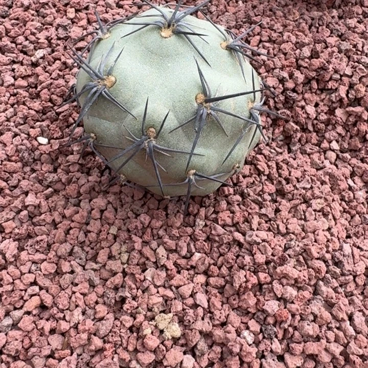 仙人球，习志野，有根