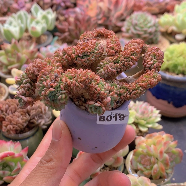 一物一拍含盆土满38包邮B019