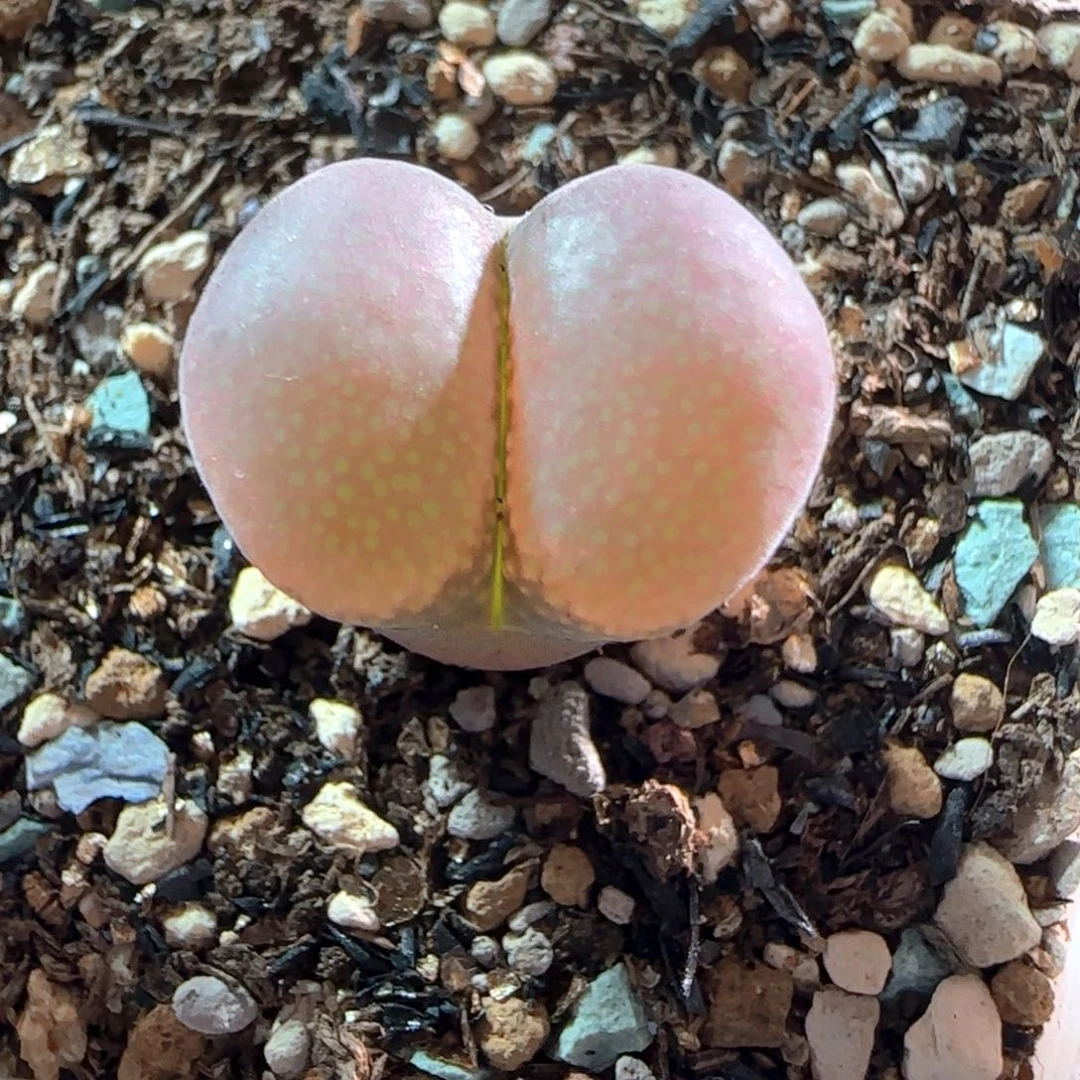 多肉植物美丽的风铃89号