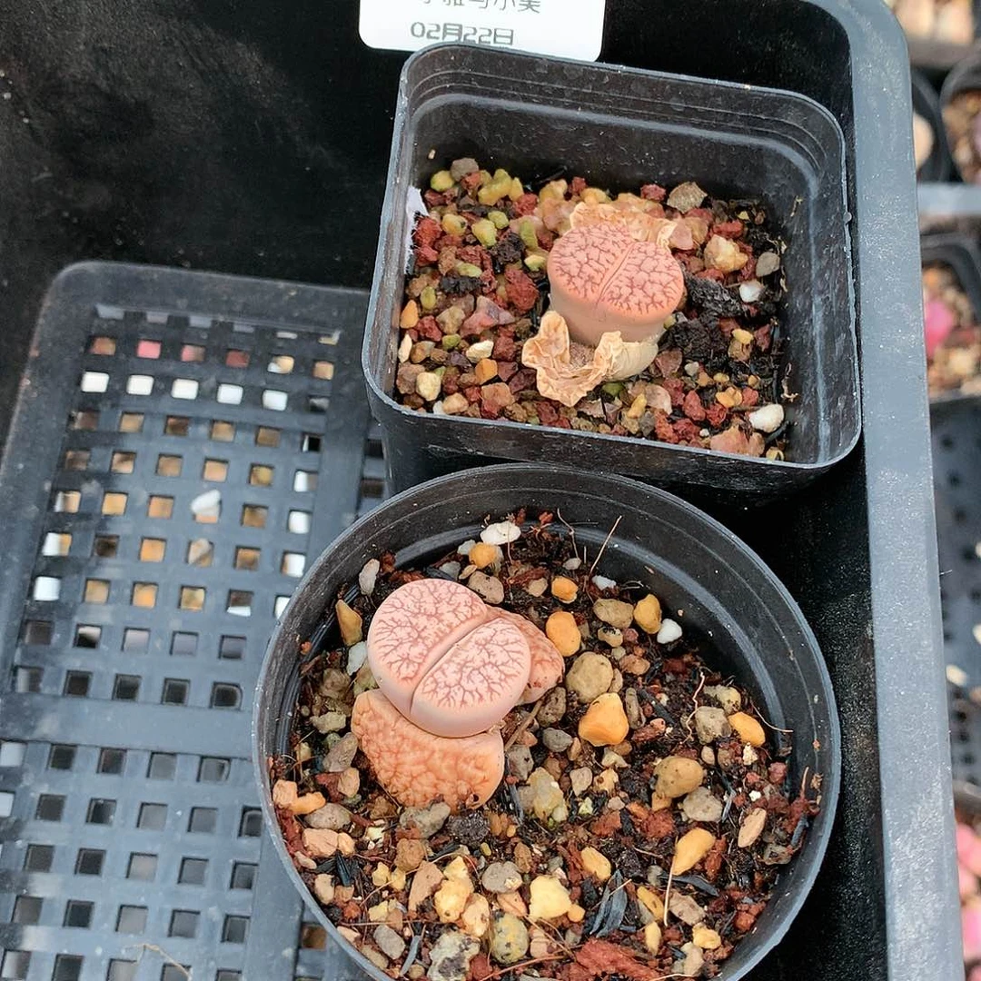 X490点多多肉植物保护