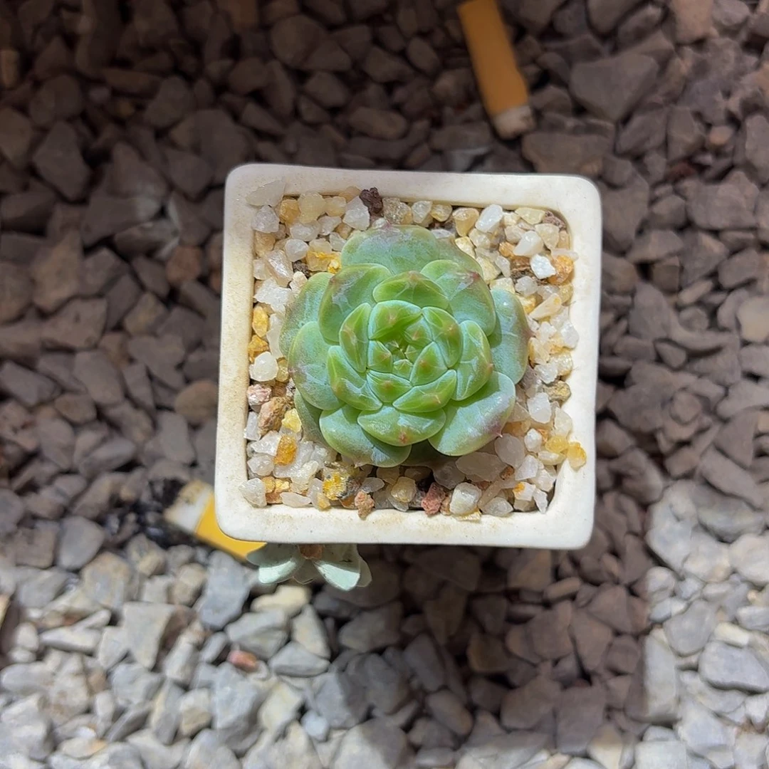 多肉植物。多肉糖心