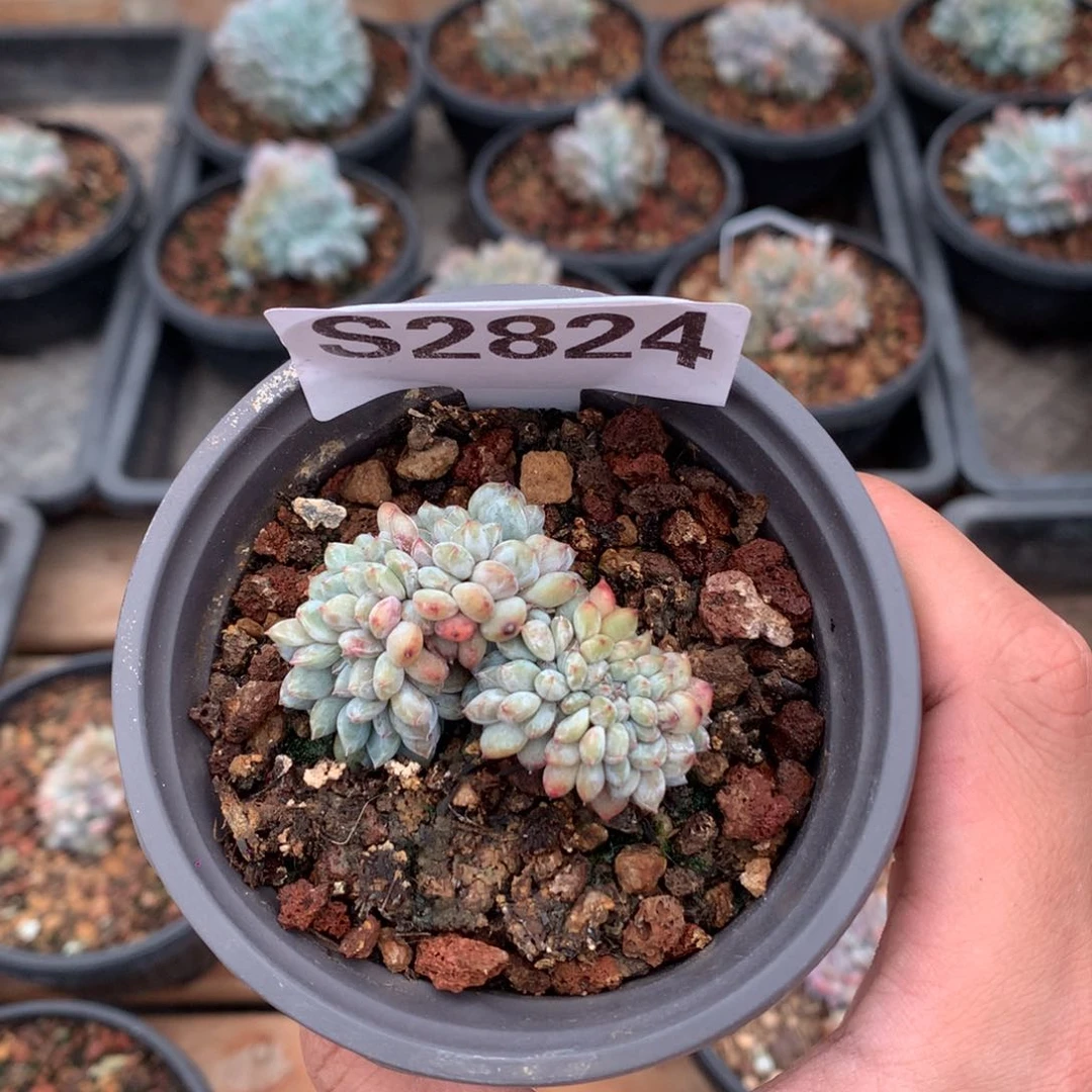 小***叶S2824 迷你缀 星影 无砍 5cm