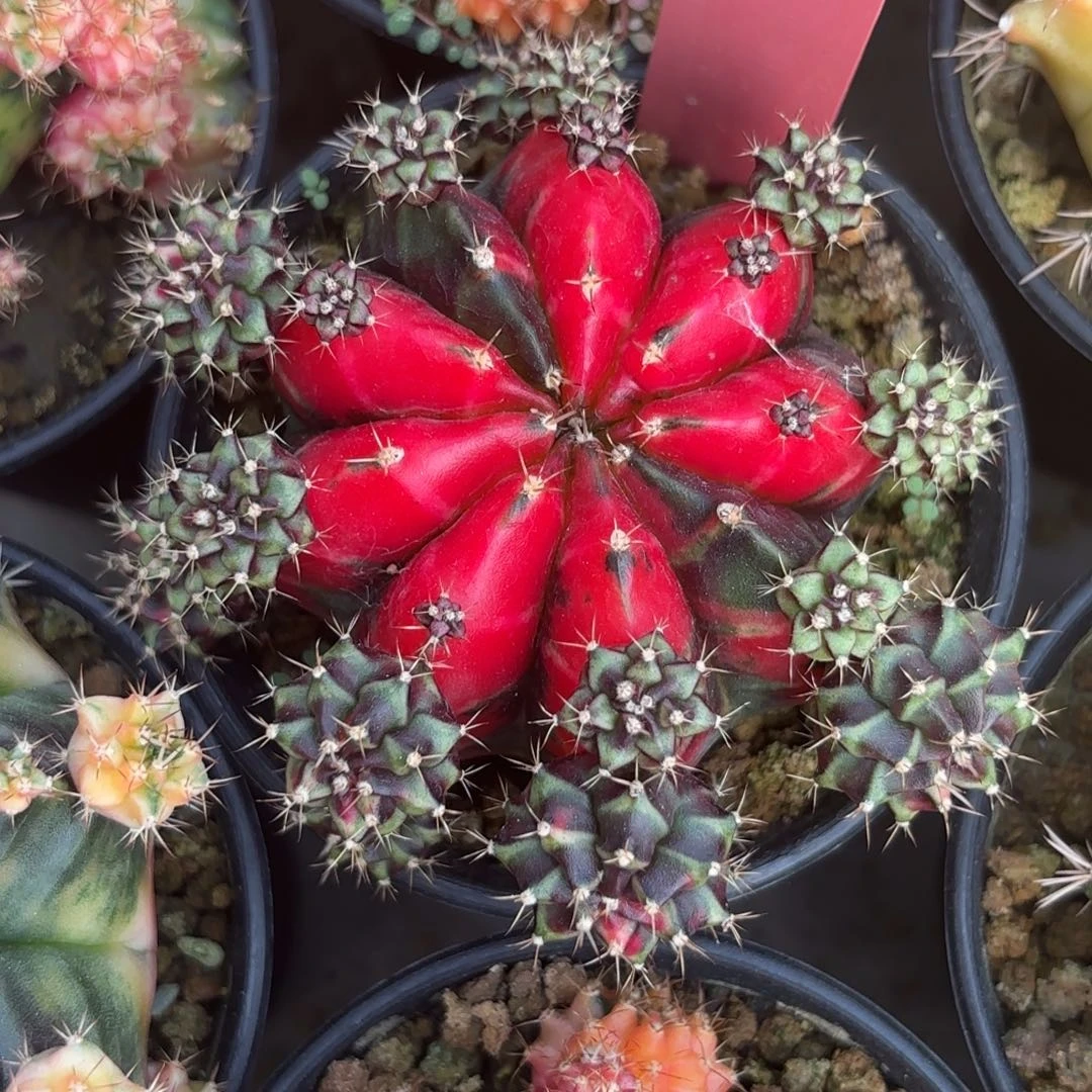 48-1228泰国发货多肉