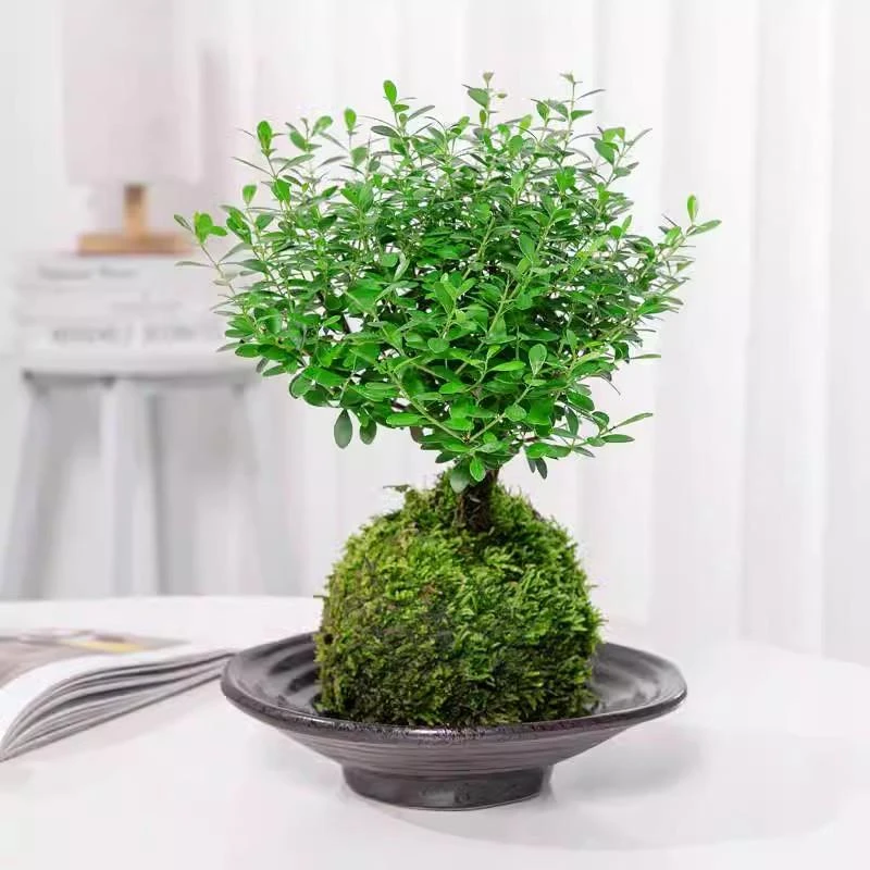 小叶赤楠苔藓球水培盆栽微景观办公室内禅意植物四季常青净化空气