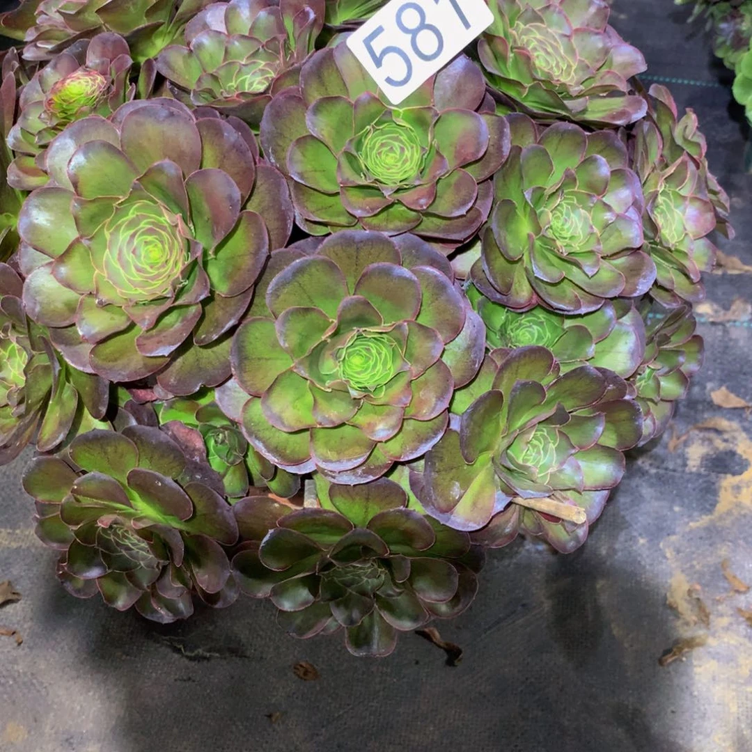 妙****法师多肉植物581媚金