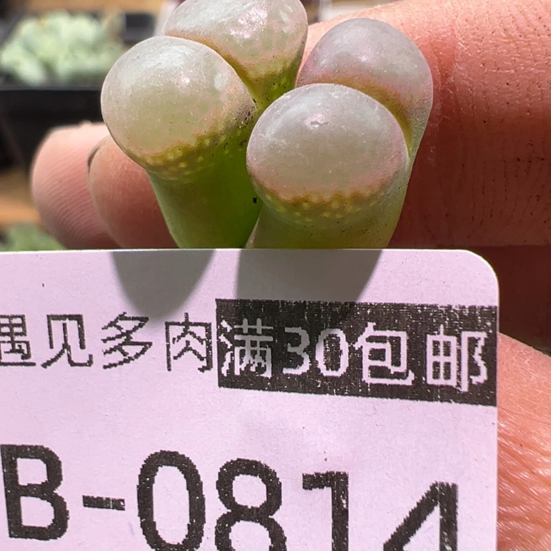 多肉植物1111111111111