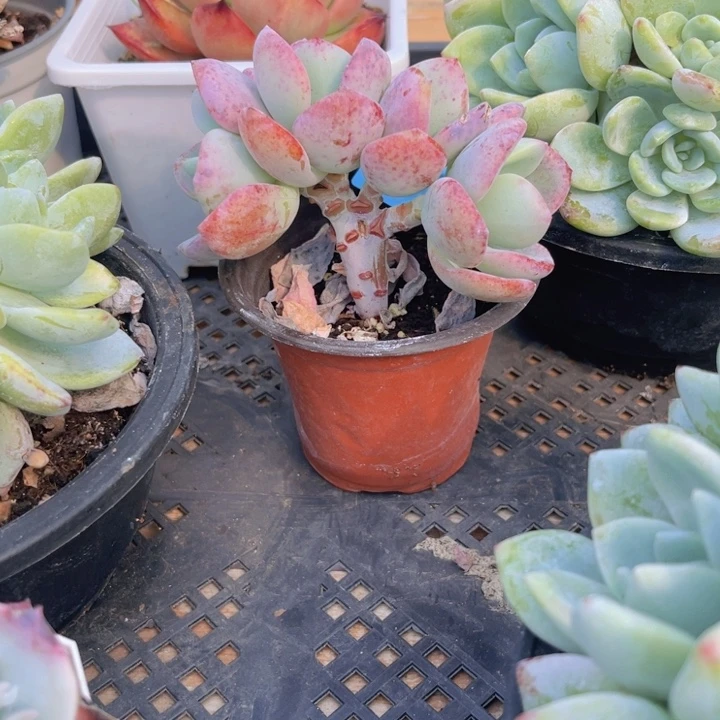 白月光朵朵缀多肉