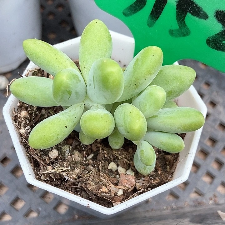 多肉植物芒果奶3152