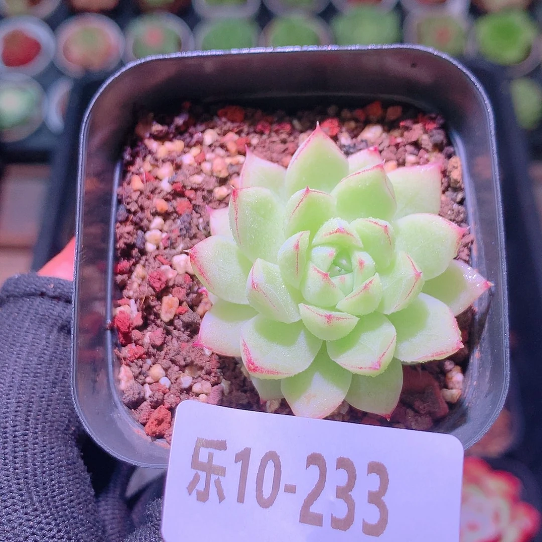 乐然10-233 女王玫瑰