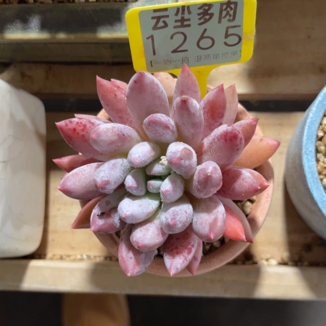 云尘多肉一物一拍不含盆1265