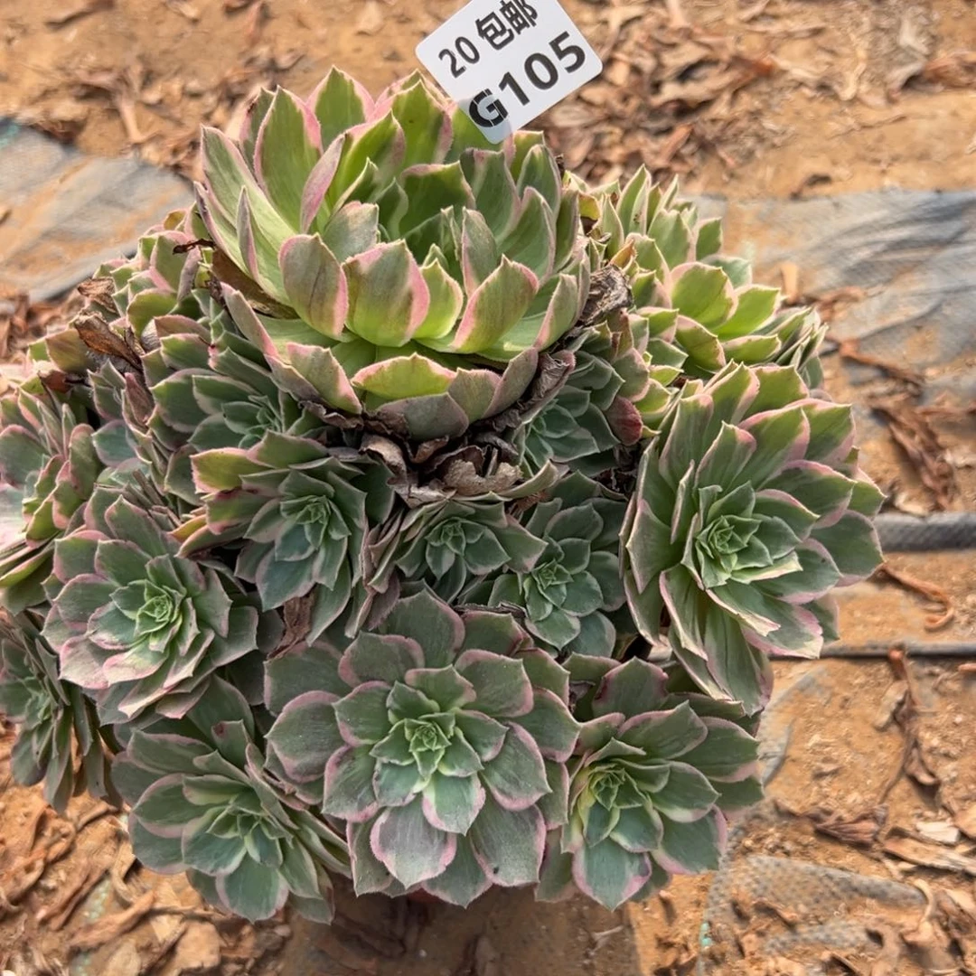 105水蜜桃，多肉法师