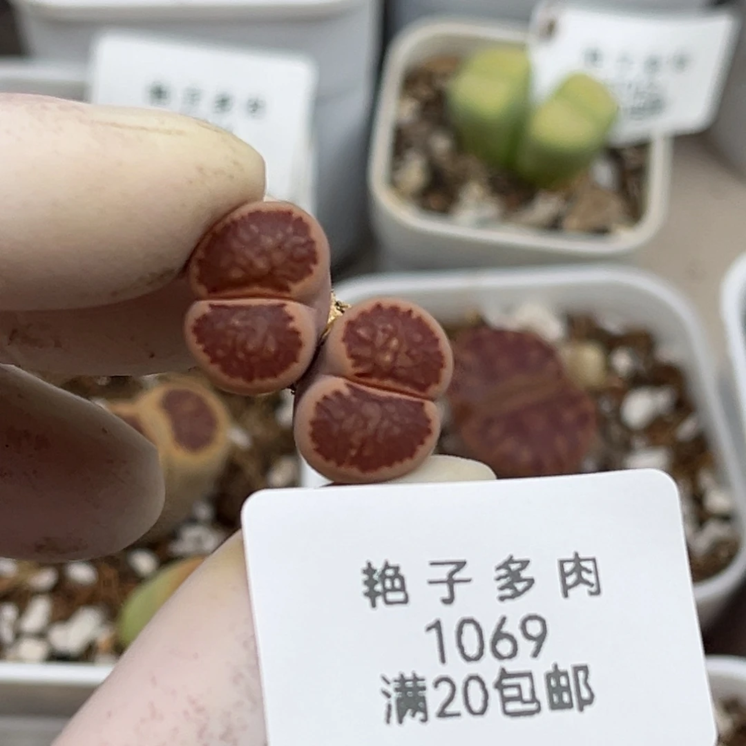 1069号一颗晕染菊