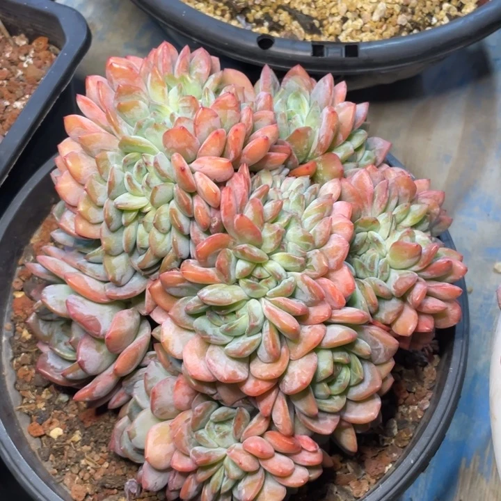 【闪购商品】全明星缀