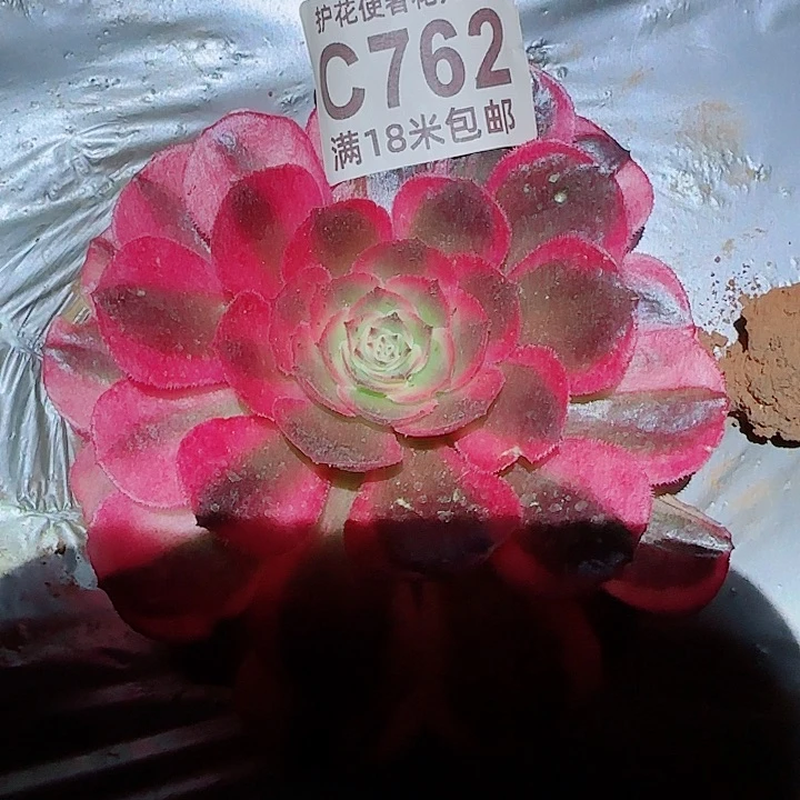 多肉法师海神朵朵