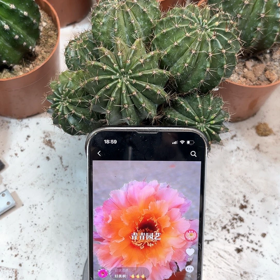 綄*彩草83号群生12公分