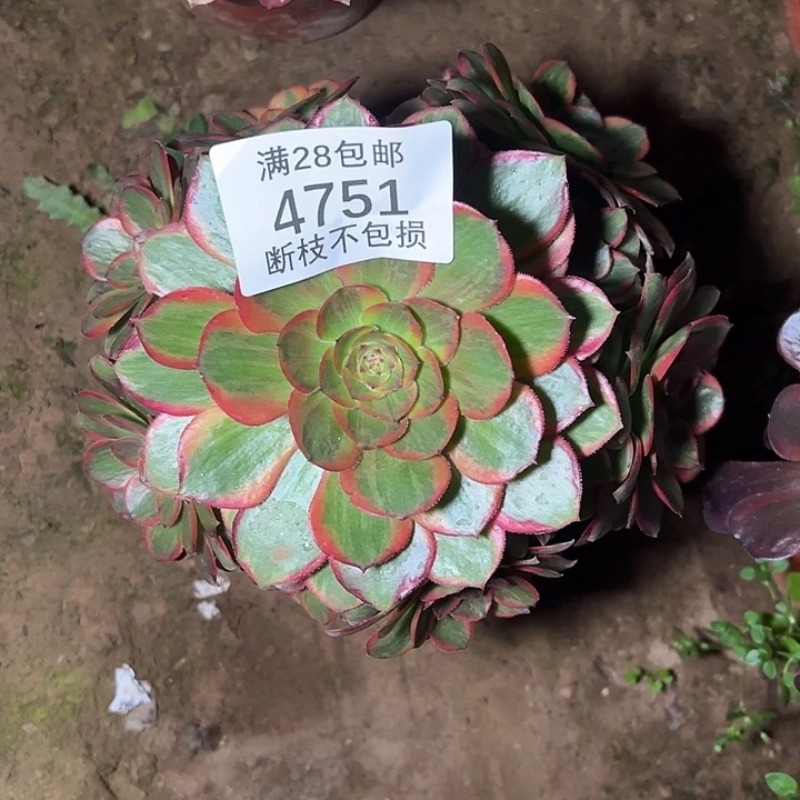 ****年4751火狐多肉植物