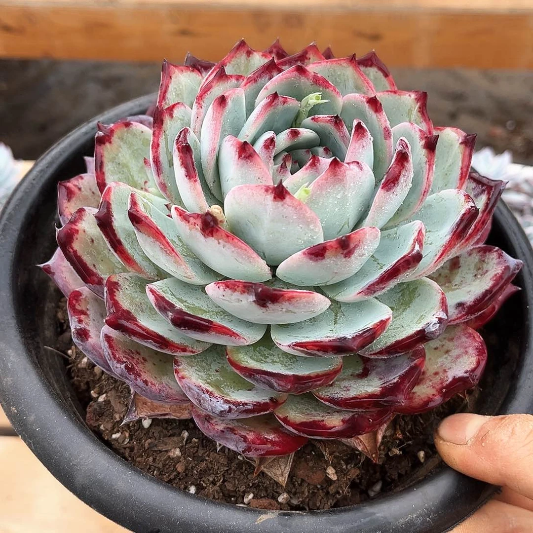 红拉糖19.99多肉植物