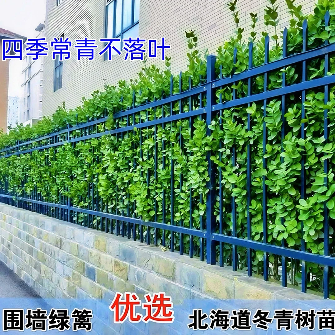 北海道黄杨苗大叶冬青苗四季常青庭院围墙围栏耐寒植物绿篱笆树苗