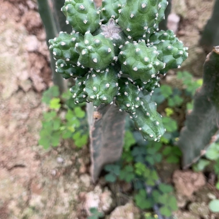 倩***哈完全开放嫁接水仙情郎