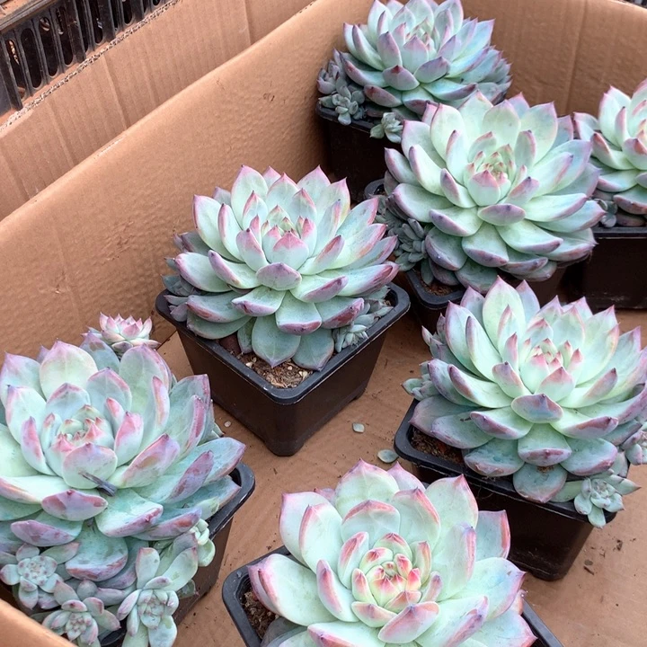 原卡多肉植物19.99