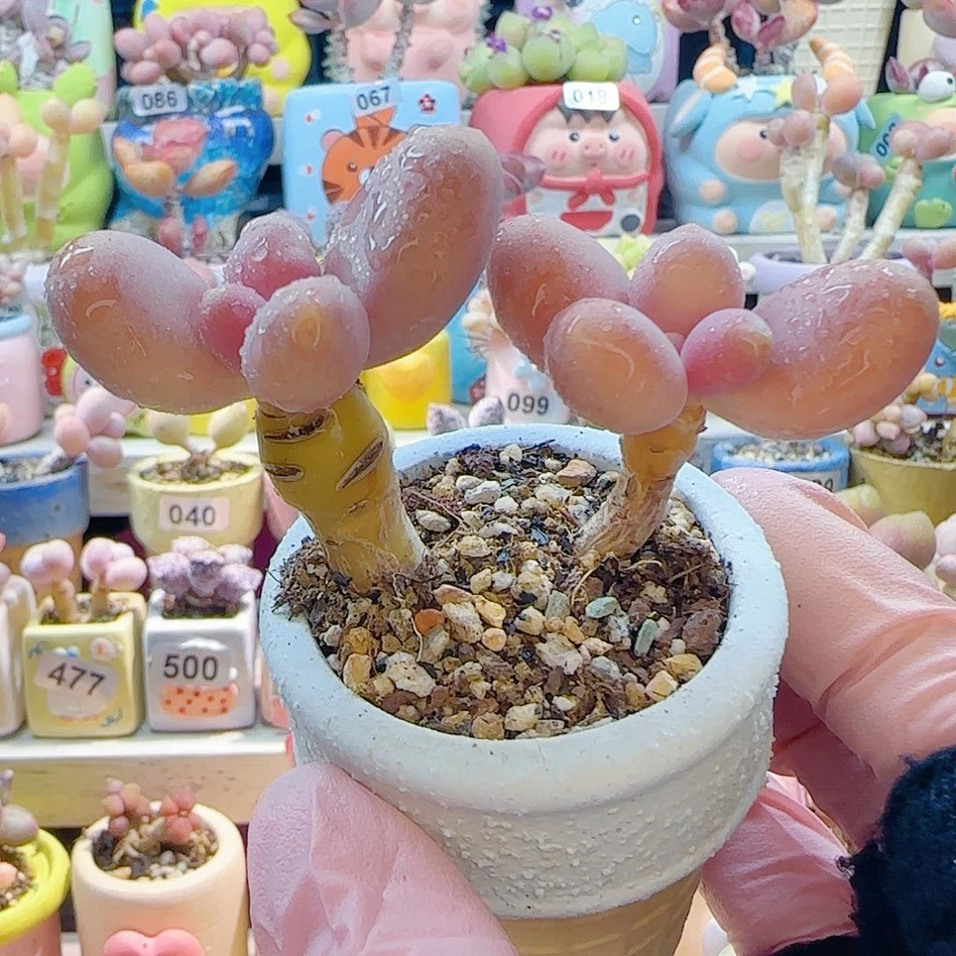 L 双头芒果奶 盆口4cm