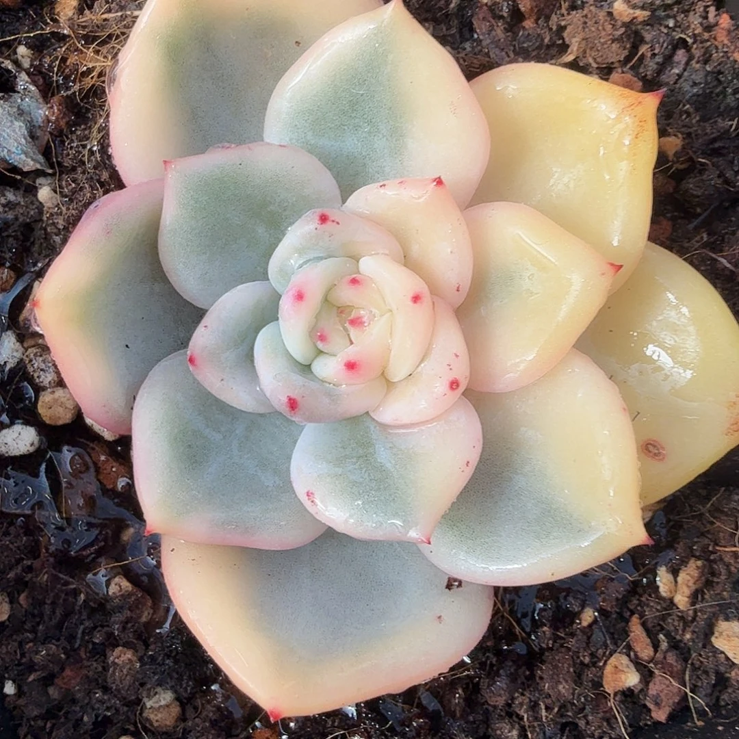 伊丽莎白锦，多肉植物