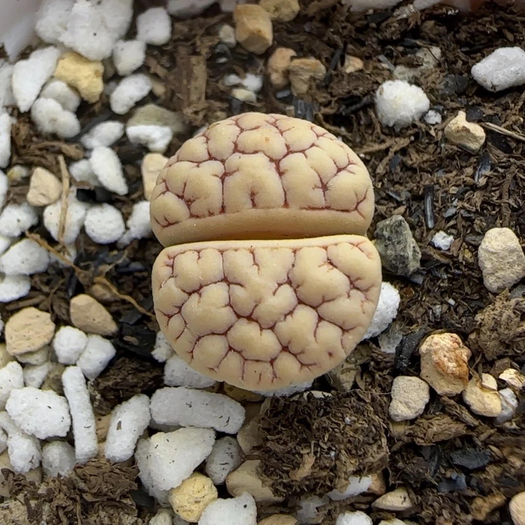 435 生石花大棚直播