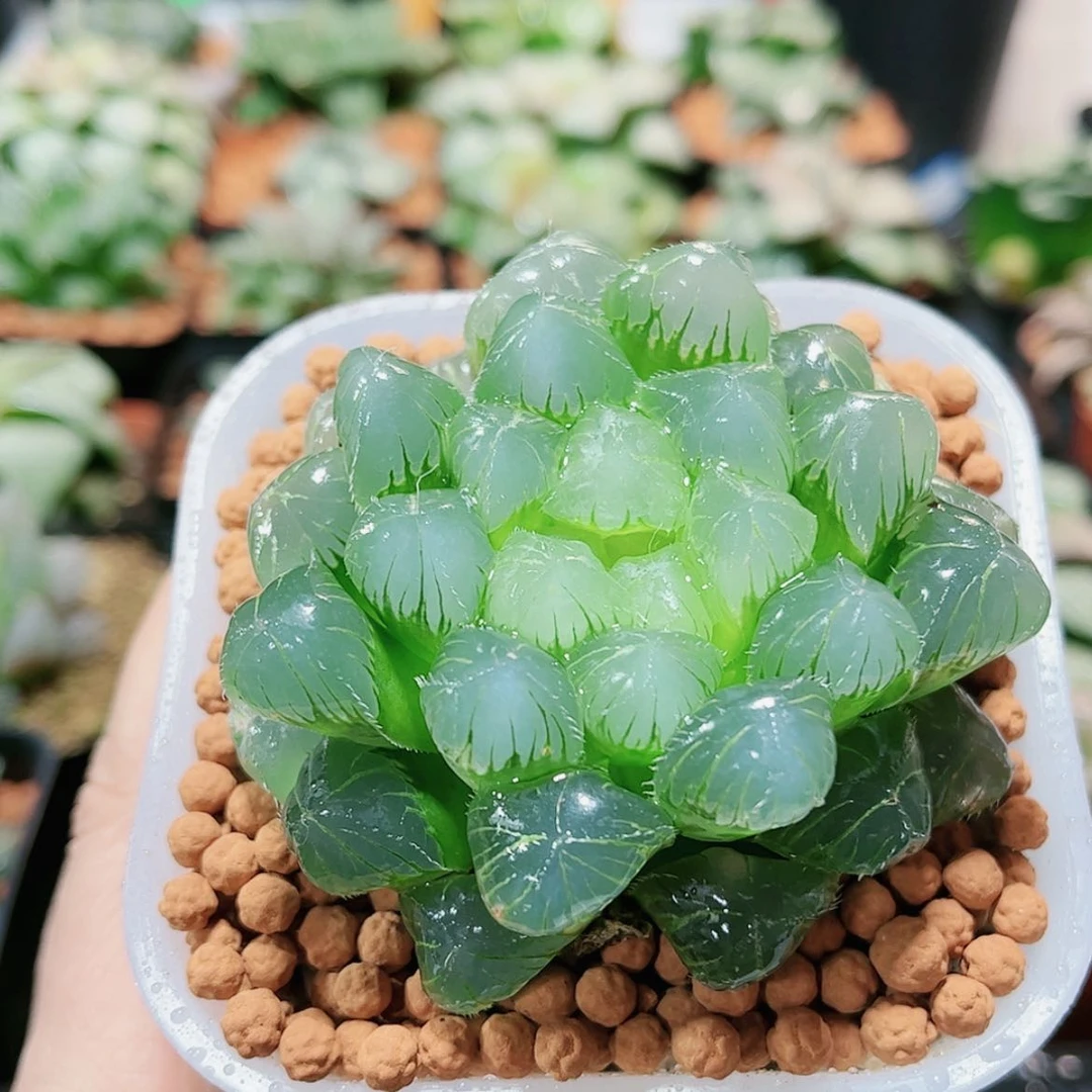 【闪购商品】实生玉露