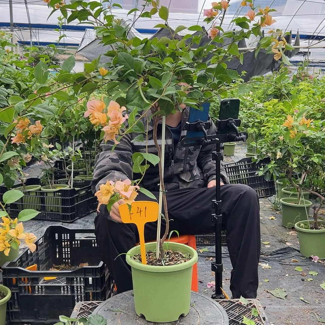 瑞***姐当前无花栽培后可以开花F41金发