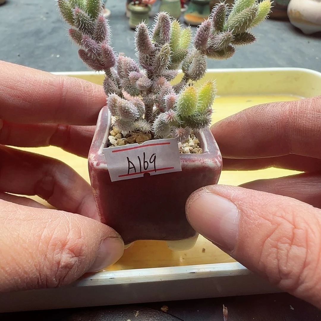 小暖萌友会福利A169