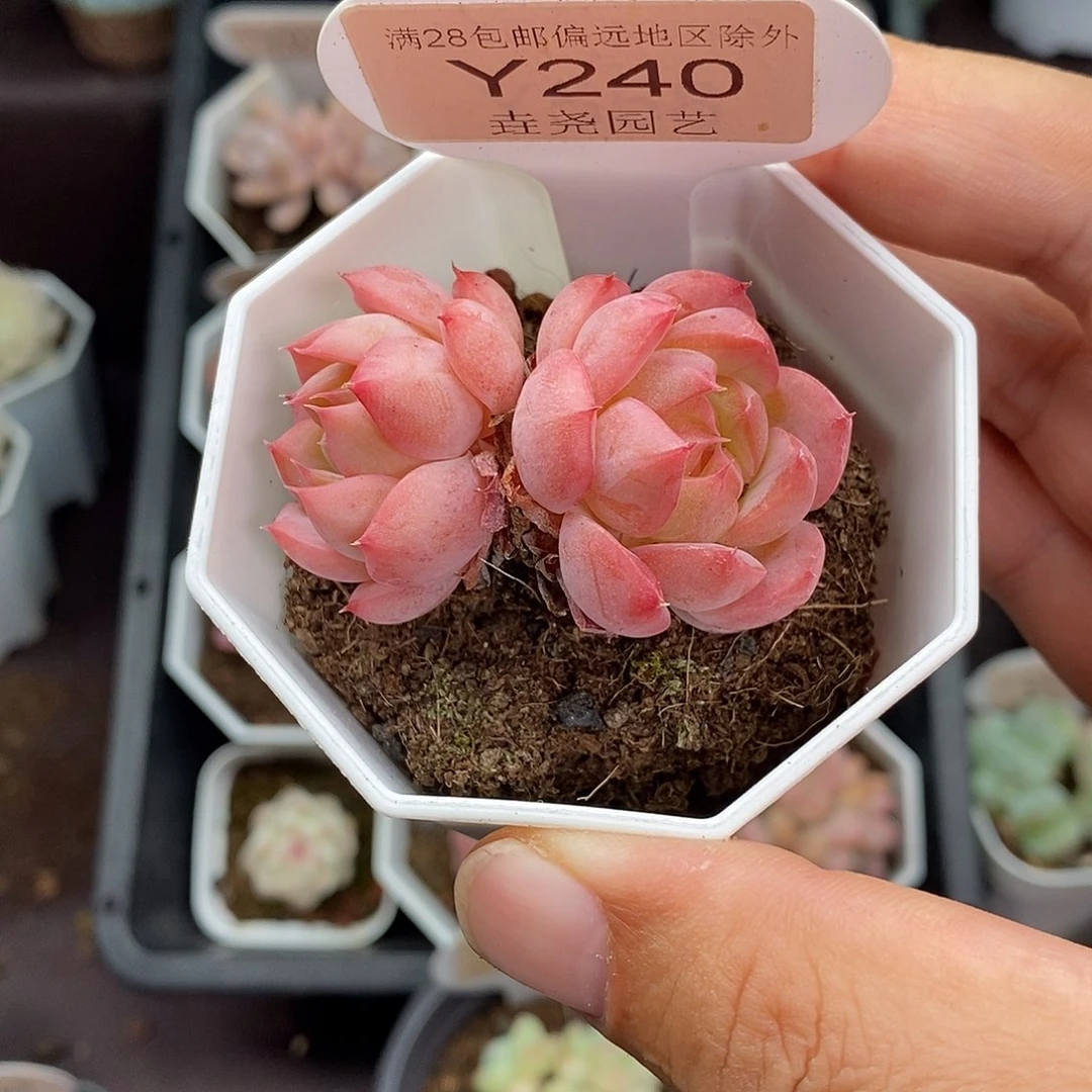 0240 麦秆双头 5cm