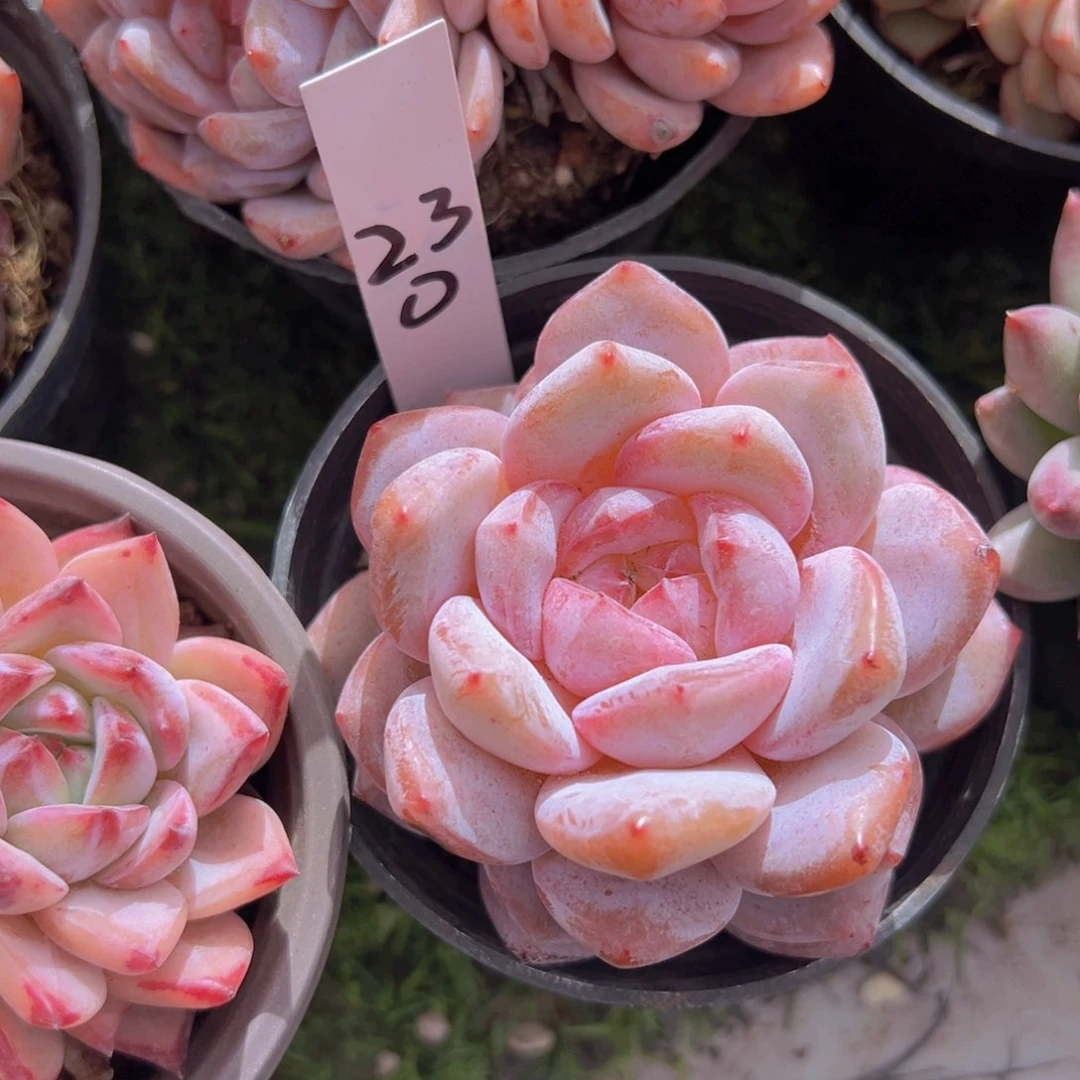 香玉的故事是一个人的