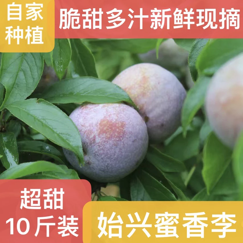 广东韶关始兴新鲜三华李果园现摘蜜香红心李子可口脆甜