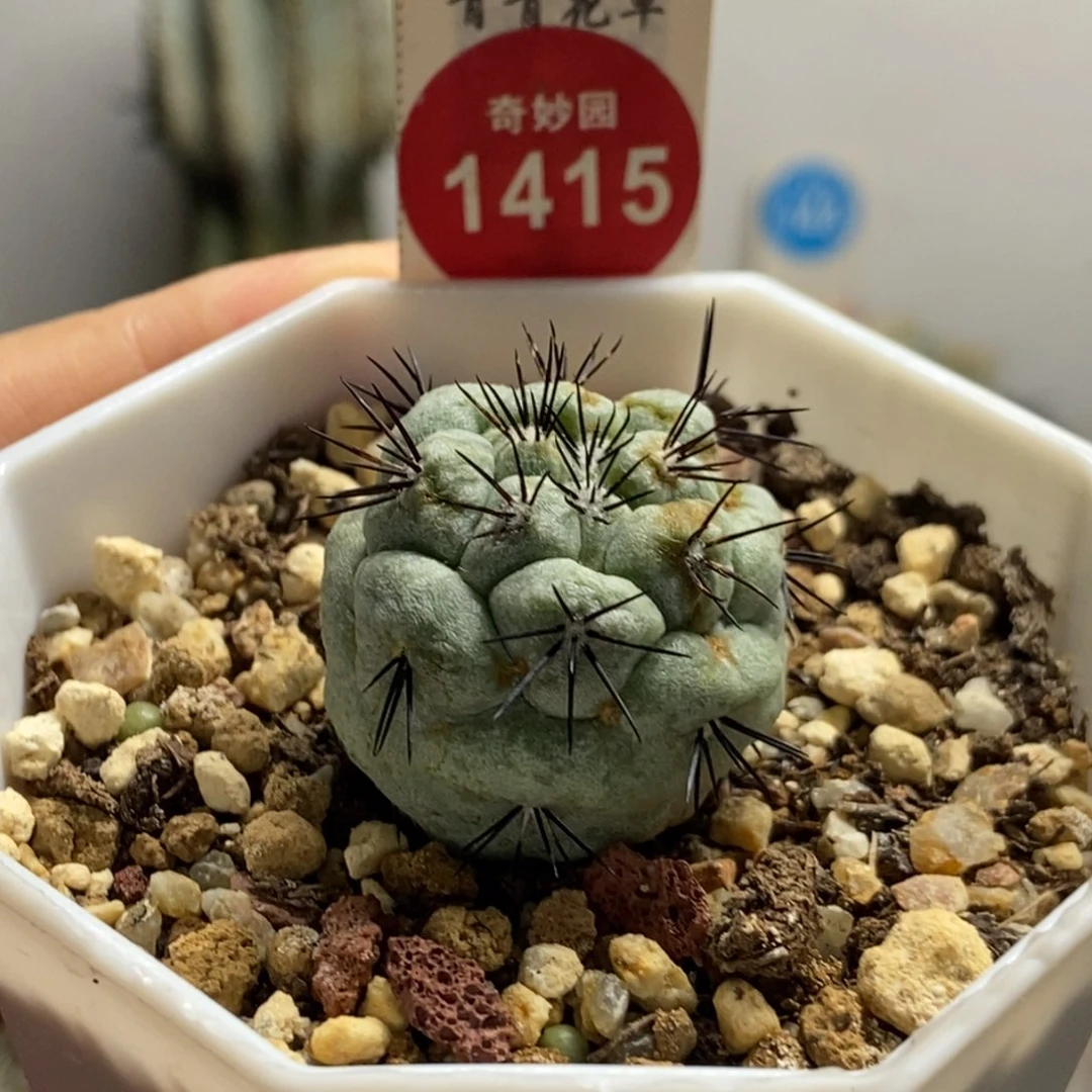 自根大尤帝王丸2.7cm
